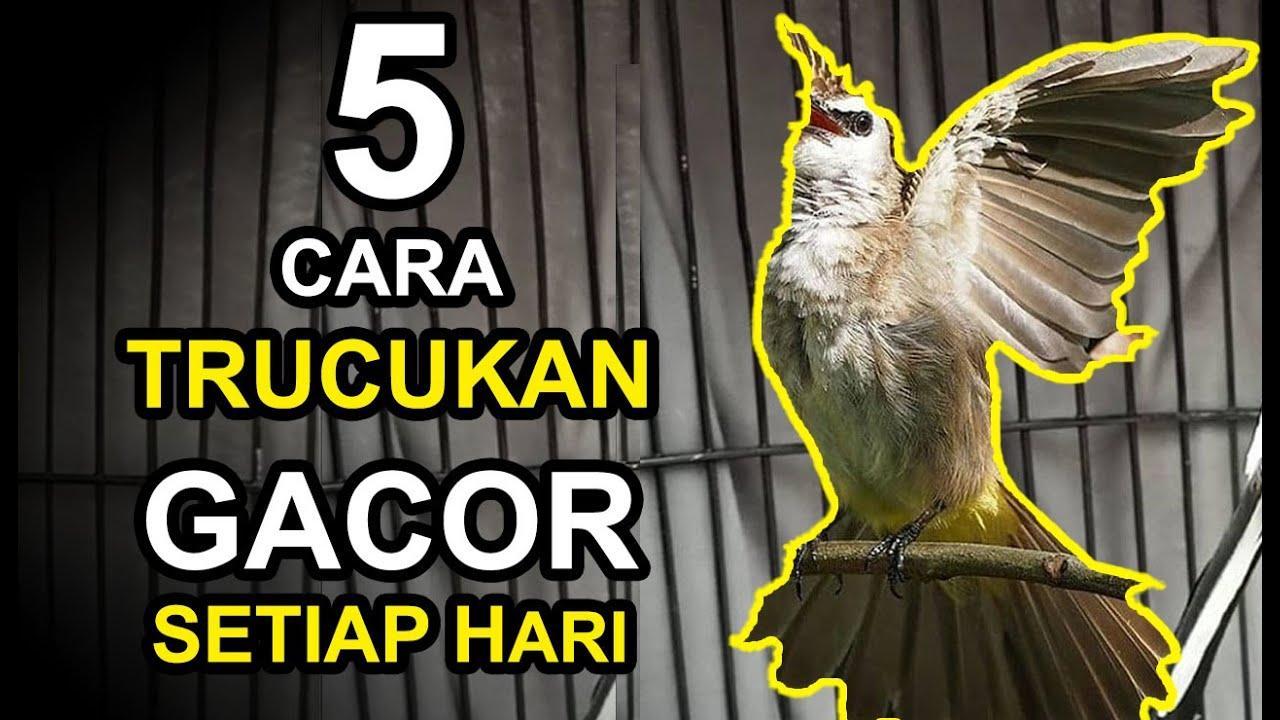 Gacor Resmi: Tips dan Trik Agar Burung Anda Cepat Berkicau