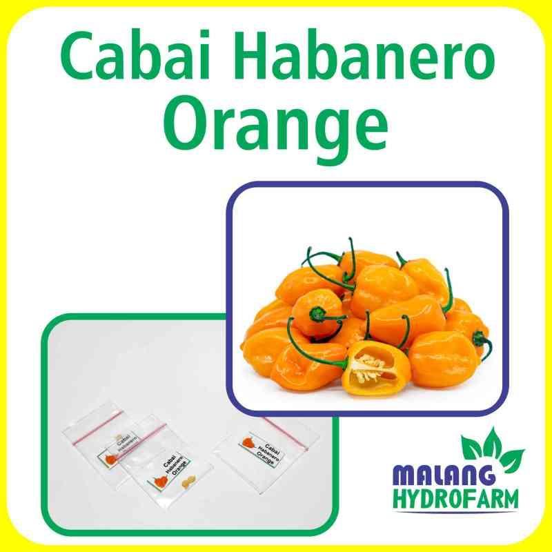 Daftar Habanero Aman: Tips Pilih dan Tanam Habanero yang Aman