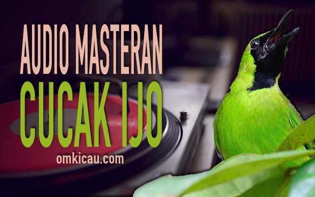 Daftar Gacor Resmi: Pelajari Cara Agar Suara Burung Anda Makin Merdu!