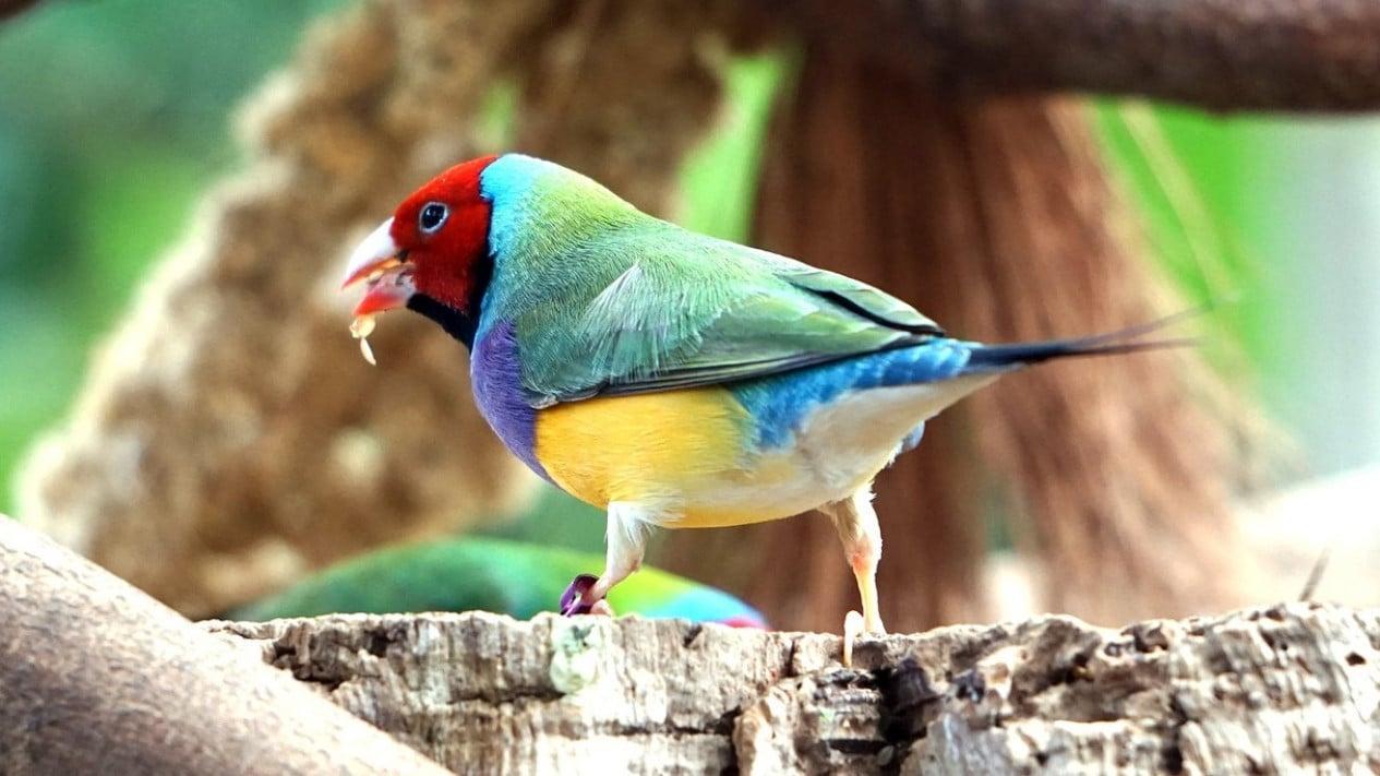Daftar Gacor Resmi: Pelajari Cara Agar Suara Burung Anda Makin Merdu!